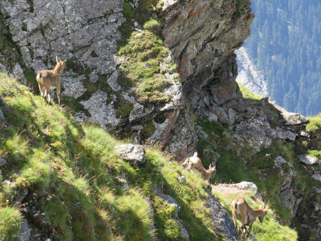 Nein! nicht einer, eine ganze Herde rennt von uns davon