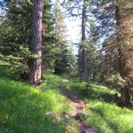 ...führt der Weg nun durch den kühlen Wald aufwärts