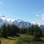 ...geht es über diese weitläufige Gipfelfläche des Mont de l'Arpille mit wetterzerzausten Bäumen, ...