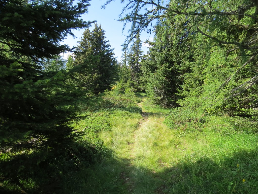 über die Hochebene schlängelt sich der Weg, vorbei an alten Tannen...