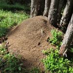riesige Ameisenhaufen säumen den einfachen und immer gut ersichtlichen Wanderweg