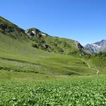 vorbei an der Alpsiedlung, verlieren wir leicht an Höhe, und durchwandern danach die grosse Alp Catogne 2011 m.ü.M.