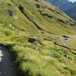 zwischen Moräne und Bergstock, führt der Weg bei Hohle Bielen 2380 an einigen kleinen Seen und Moore vorbei,...