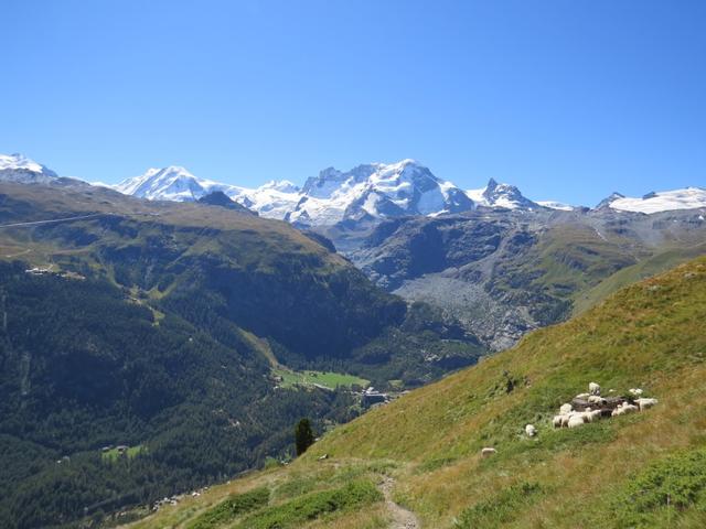 nicht zu übersehen ist die Trasse der Gornergratbahn, die in weiten Schleifen über die Riffelalp zum Gornergrat führt