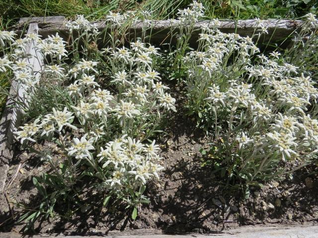 ...Edelweiss ...