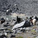 mit ein paar Schwarzhalsziegen, legen wir bei dem kleinen Gletschersee eine kleine Pause ein