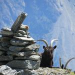 neugierige Schwarzhalsziegen schauen hinter einem Steinmann hervor