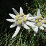 hier sollte man auf den Weg achten und nicht auf den Edelweiss -der sich direkt neben dem Weg- von seiner schönsten Seite zeigt