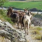 mit einem schönen Anblick geht diese zweitätige wunderschöne Wanderung auf dem Topali-Höhenweg zu Ende