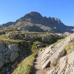 in einem weiten Rechtsbogen wandern wir um den Pazolastock, und plötzlich taucht vor uns der Piz Badus auf