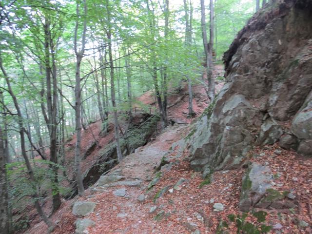 ...und steigt durch herrliche Kastanienwälder...