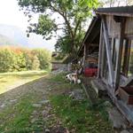 bei der Alpsiedlung Corte di Sotto kaufen wir Käse. Hätten wir gewusst das der Käse so gut ist, hätten wir mehr davon gekauf