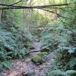 durch üppigen Wald...