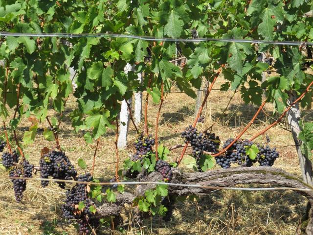 der rote Eigenwein (so die Bedeutung von Nostrano) stammt von den Reben am Steilhang oberhalb der Bahnlinie