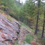 der Wanderweg führt nun durch einen dichten Lärchenwald