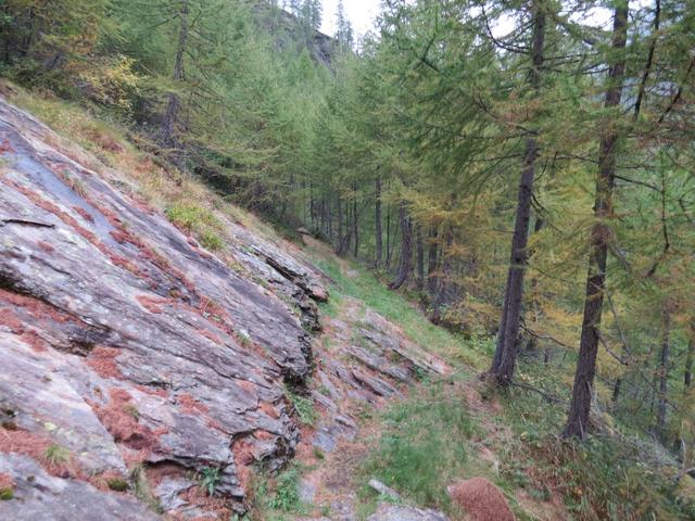 der Wanderweg führt nun durch einen dichten Lärchenwald