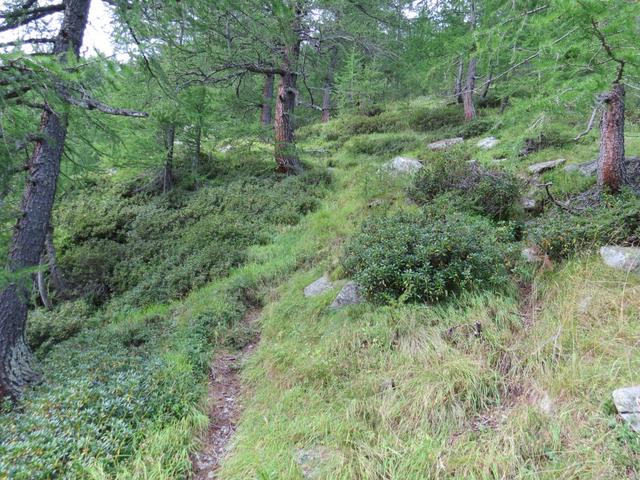 der Bergweg führt durch hohes Gras...