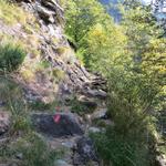 Wälder können die einst kahlgeschlagenen Flächen wieder in Besitz nehmen, und die Tiere haben Ruhe und Nahrung