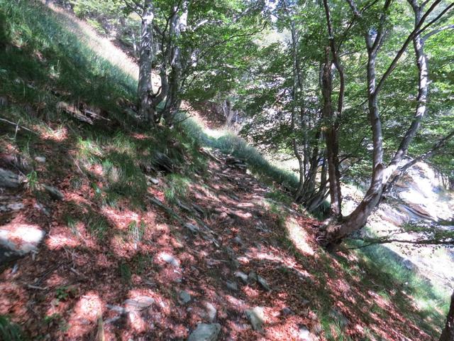 durch einen Buchenwald klettert ein steiler schmaler Zickzackpfad...