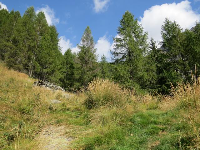 ...erreichen wir die verlassene Alpe del Pianaccio 1585 m.ü.M.