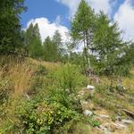 bei der Alpe del Pianaccio verlassen wir den Buchenwald