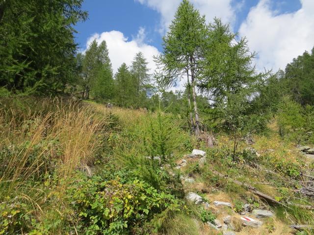 bei der Alpe del Pianaccio verlassen wir den Buchenwald