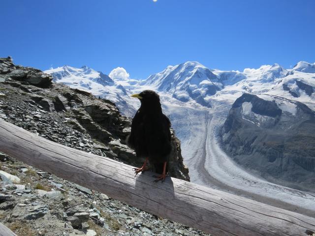 die Bergdohle sucht lieber Futter als die Aussicht zu geniessen