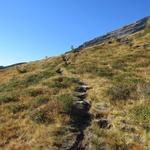 unsere Route führt durch herrliche Alpenrosenbestände. Wir überqueren einige kleine Bäche