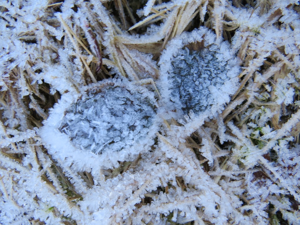 in diesem Schattenhang, ist schon alles mit Frost überdeckt