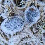 in diesem Schattenhang, ist schon alles mit Frost überdeckt