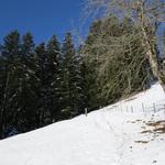 beim Änderenbach biegen wir in den Wald hinein