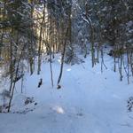 immer etwas schönes durch einen verschneiten Wald zu laufen