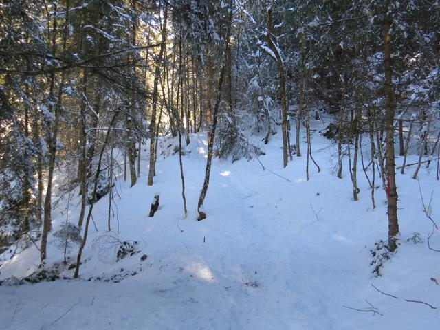 immer etwas schönes durch einen verschneiten Wald zu laufen