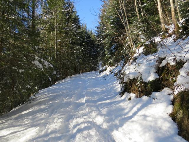 ein kurzes Stück geht es danach über eine verschneite Waldstrasse...