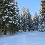 ... um danach in den Wald hinein zu stossen