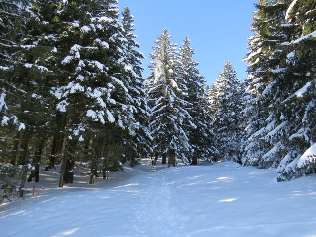 ... um danach in den Wald hinein zu stossen