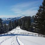 kurz vor der Weggabelung Punkt 1520 m.ü.M.