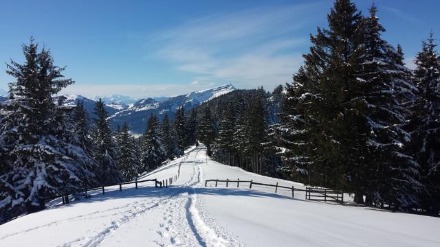 kurz vor der Weggabelung Punkt 1520 m.ü.M.