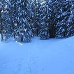 einfach traumhaft schön durch einen tiefverschneiten Wald mit den Schneeschuhen hindurch zu laufen