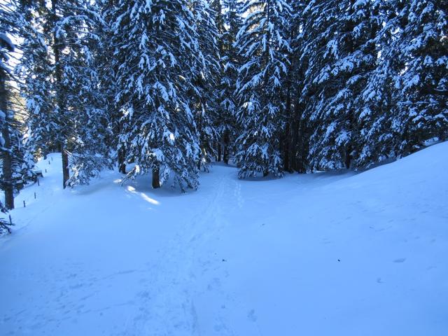 einfach traumhaft schön durch einen tiefverschneiten Wald mit den Schneeschuhen hindurch zu laufen
