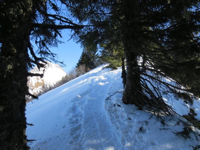 der Schneeschuhtrail schlängelt sich geschickt am Grat entlang zwischen den Tannen aufwärts