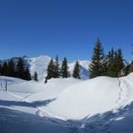 über ein traumhaftes Schneeschuhgebiet verlieren wir langsam an Höhe