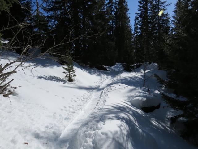 ...führt uns durch den Wald von Schwaderei