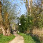 träge fliesst der Rhein rechts von uns in den Untersee