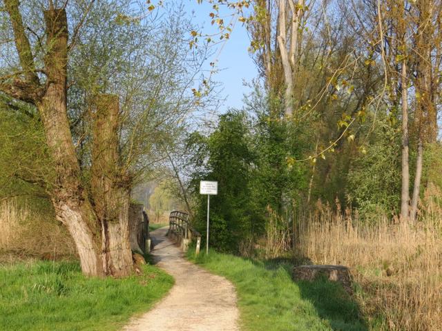 träge fliesst der Rhein rechts von uns in den Untersee