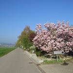 vorbei an schönen Magnolienbäume verlassen wir danach Gottlieben