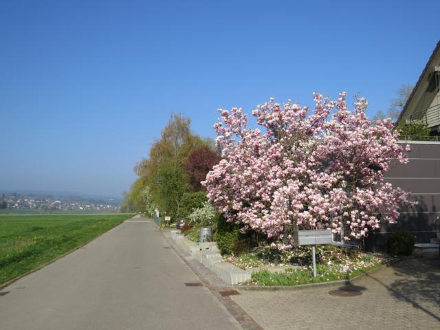 vorbei an schönen Magnolienbäume verlassen wir danach Gottlieben