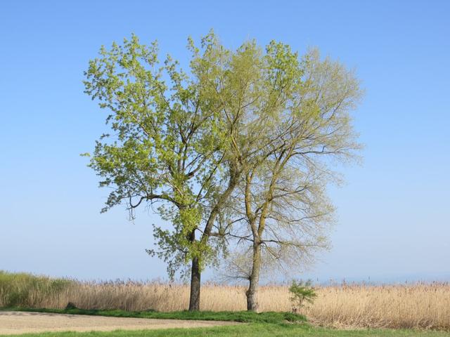 vorbei am Under Espe Riet, laufen wir Richtung Ermatingen