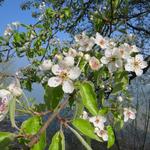 Obstbäume sind nun in voller Blüte