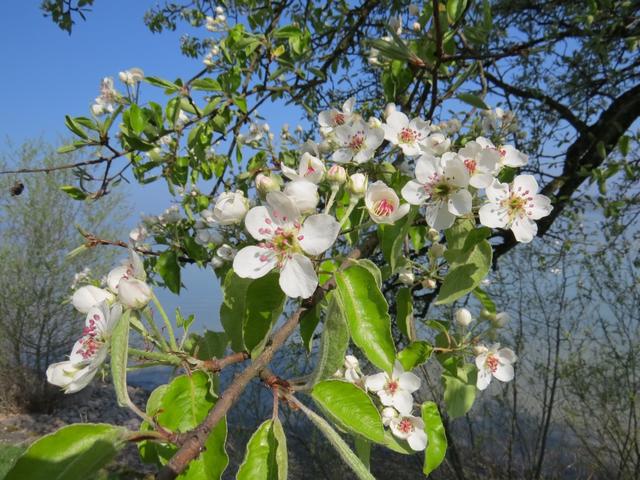 Obstbäume sind nun in voller Blüte